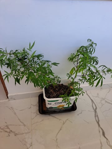 Yeti's Perpetual — vegetative, day 113