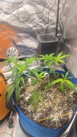 MOTHER ROOM — vegetative, day 12