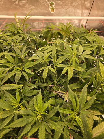 Platnium Jelly — flower, day 64