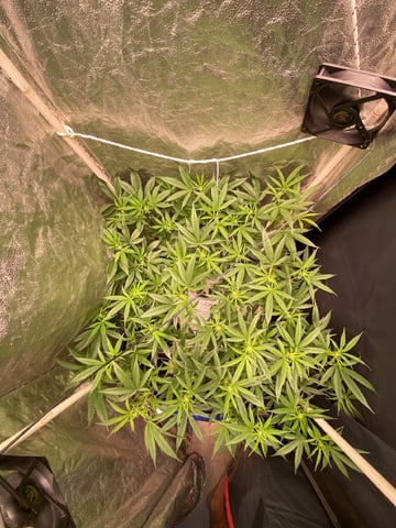 75x60  x 4 Gens — flower, day 41