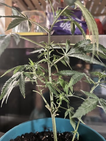 White Widow Auto — flower, day 49