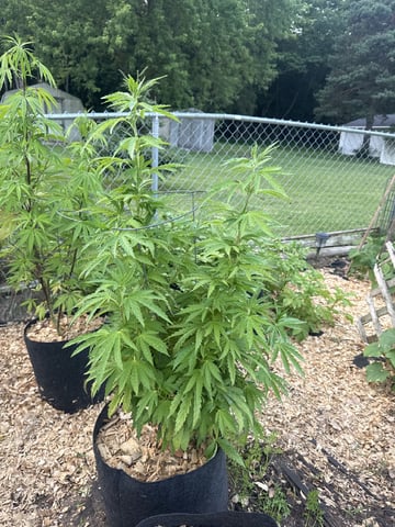 Outdoor 26 — vegetative, day 1