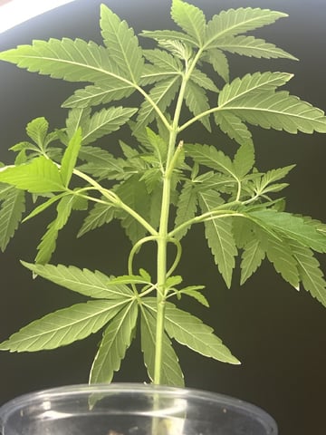 PeanutButter Cookies — vegetative, day 43