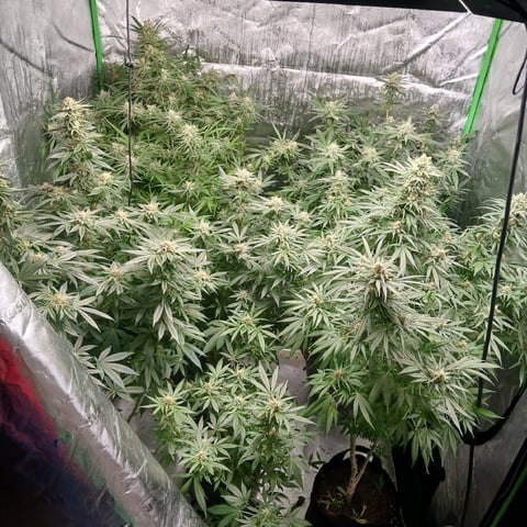 run #3 — flower, day 83