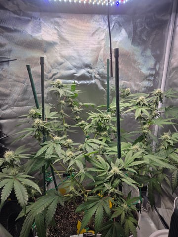 Looking for advice! — flower, day 71