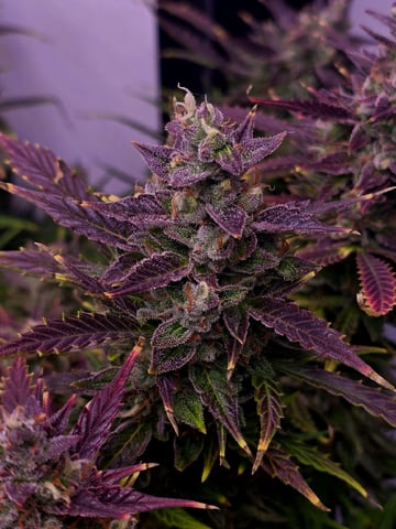 1st Auto Grow (LSD + BrB) - 1st indoor Grow — flower, day 75