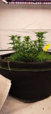 First Grow with the new setup  — auto, day 47