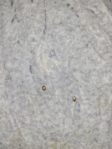 critical Mass  — germination, day 1