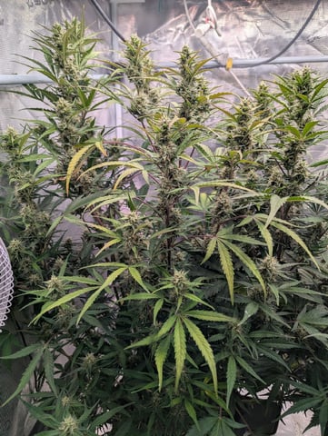 Dark Star — flower, day 58