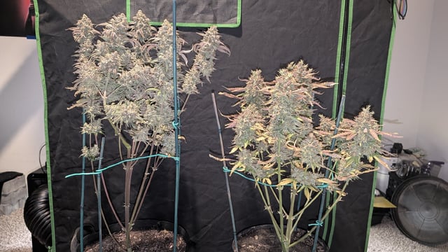 Mixed Grow — flower, day 129