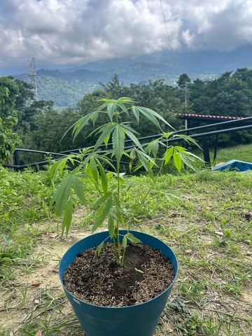 Flora — grow_setup, day 7