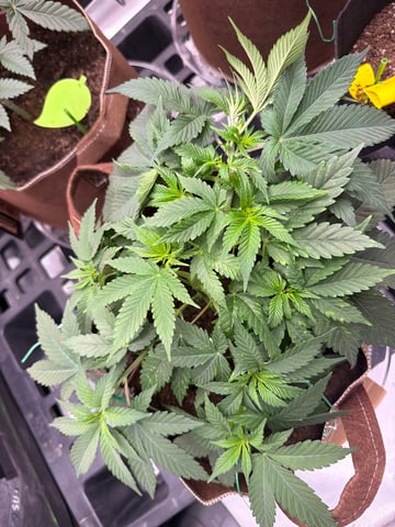First Grow – Learning Every Day