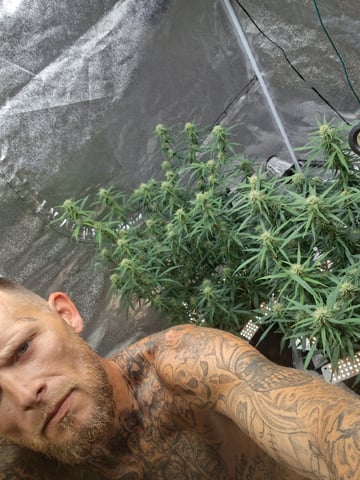 Seedman mix auto & seedman mix auto & GodFather OG — flower, day 79