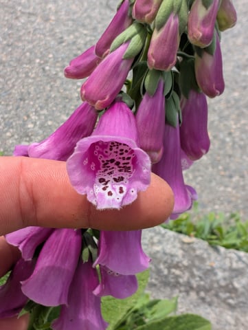 See what grows — vegetative, day 494