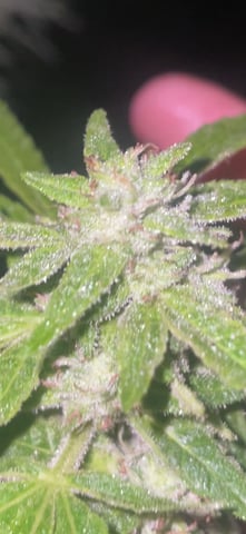 any help suggestions welcome — flower, day 1