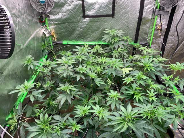 Papaya Frosting  — flower, day 65