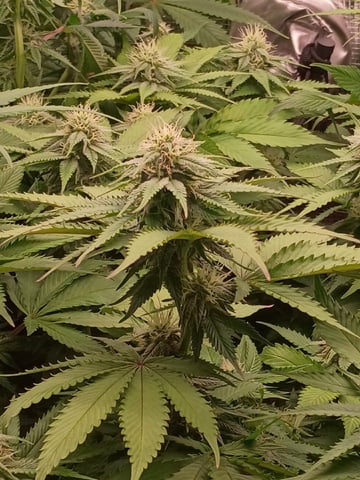 TentPlantLightFan — flower, day 99
