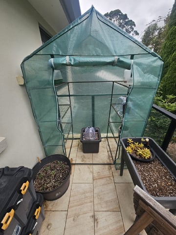 Bruce Banner — grow_setup, day 17