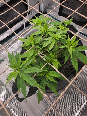 First try — vegetative, day 58