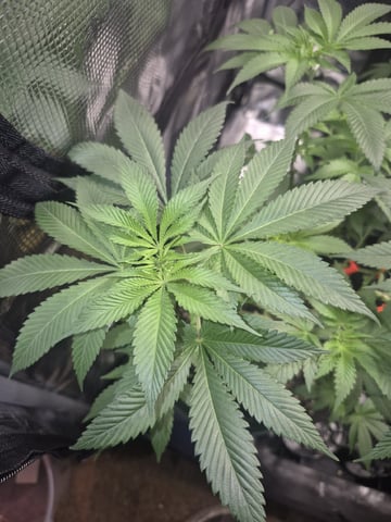 Grow 1 2026 Dream Widow — vegetative, day 68