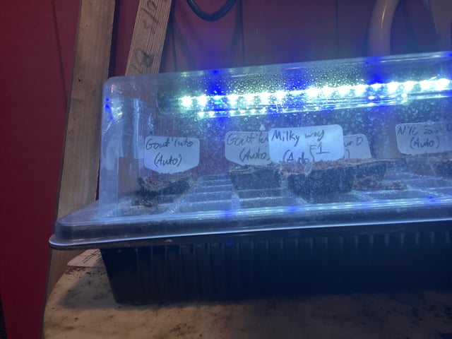 Mike Tyson Colab — germination, day 2