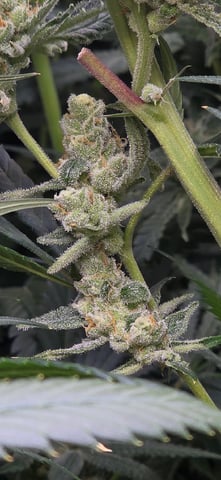 strawberry guava bx — flower, day 22