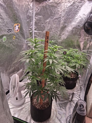 TEAM FULL AUTOS — flower, day 92