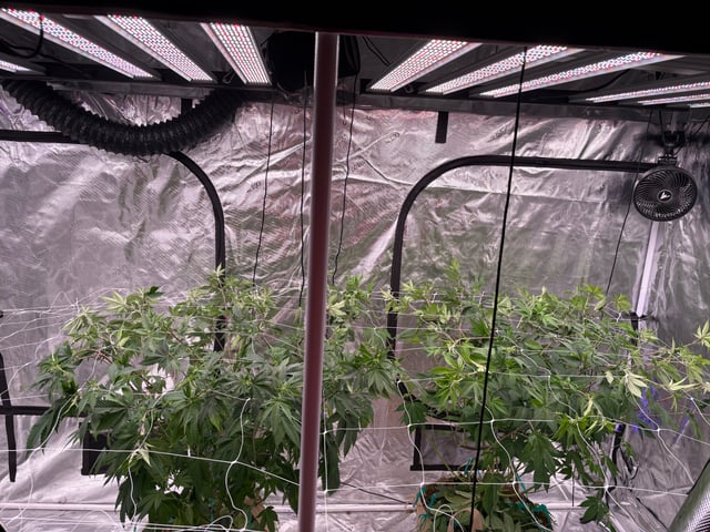 grow 4 — flower, day 63