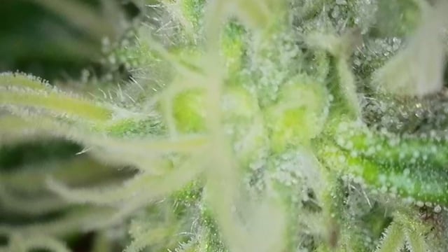 Girl Scout Cookies  — flower, day 163