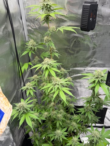  Trying to go big — flower, day 116