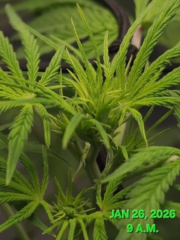 Dos Si Dos. Indica — vegetative, day 32