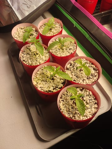 Mainely Genetics Micro Pheno Hunt — seedling_rooting, day 6