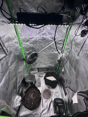 Pine (Auto) 2025 - 0 — germination, day 1