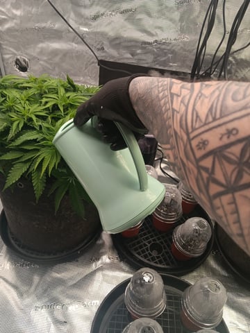 Master Kush — vegetative, day 36