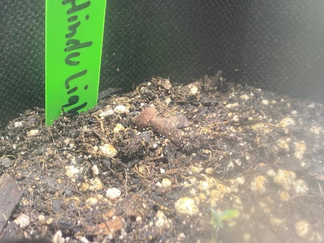 Auto Run #1 2025-2026 — seedling_rooting, day 13