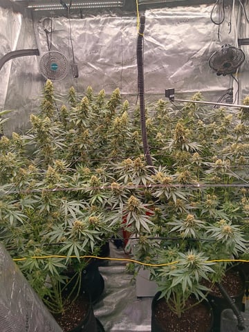 Master Kush — flower, day 109