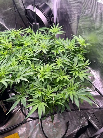 Blue Dream Feminized  — flower, day 104