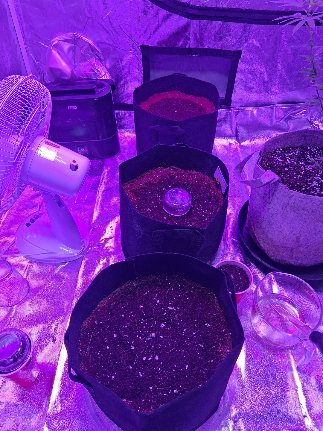 first auto grow