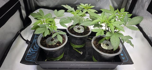 Girl Scout Cookies  — vegetative, day 37