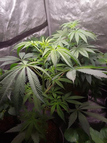 blue dream bag seed — vegetative, day 34