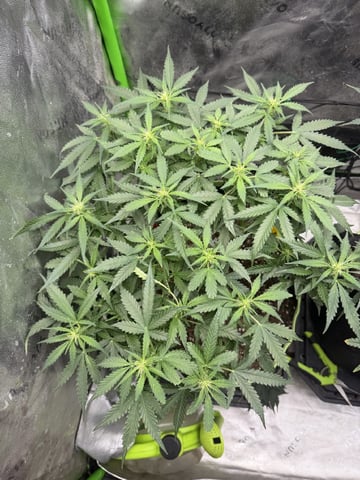 Midsummer Outdoor — flower, day 63