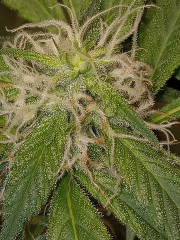 critical purple kush x peyote wifi  in the auto pot system tray 2 grow with added microhazian to the coco coir  — flower, day 85