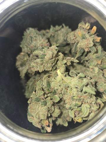 high octane x holy grail  — harvest, day 57