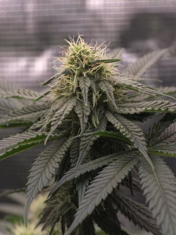  1 Blue Zushi x Venom & 1 Jack Here x Strawberry Cookies OG — flower, day 69