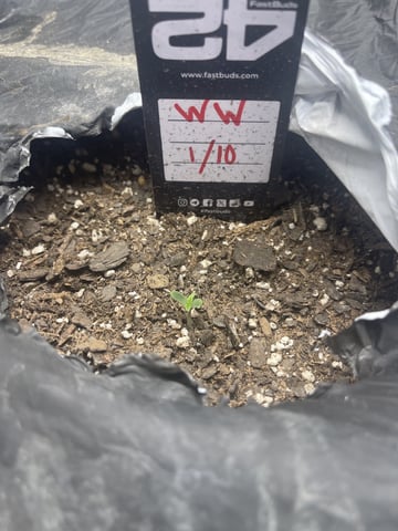 OG White Widow — seedling_rooting, day 9