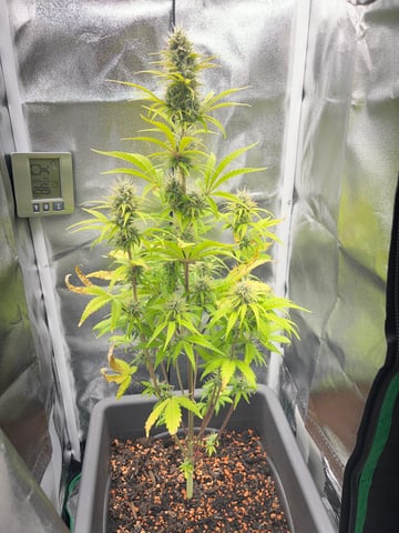 test 1 vanilla gelato — flower, day 49