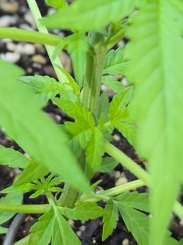 Outdoor Auto's (First Set) — vegetative, day 6