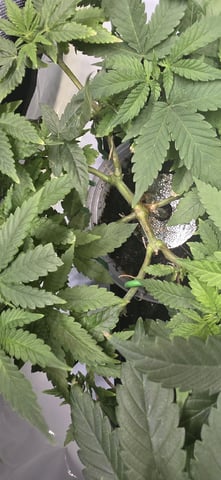 Girl Scout Cookies  — vegetative, day 62