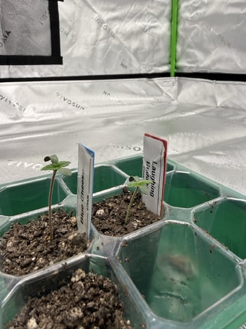 First photo Plant Grow  — seedling_rooting, day 5