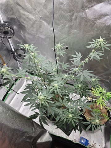 new start — flower, day 119